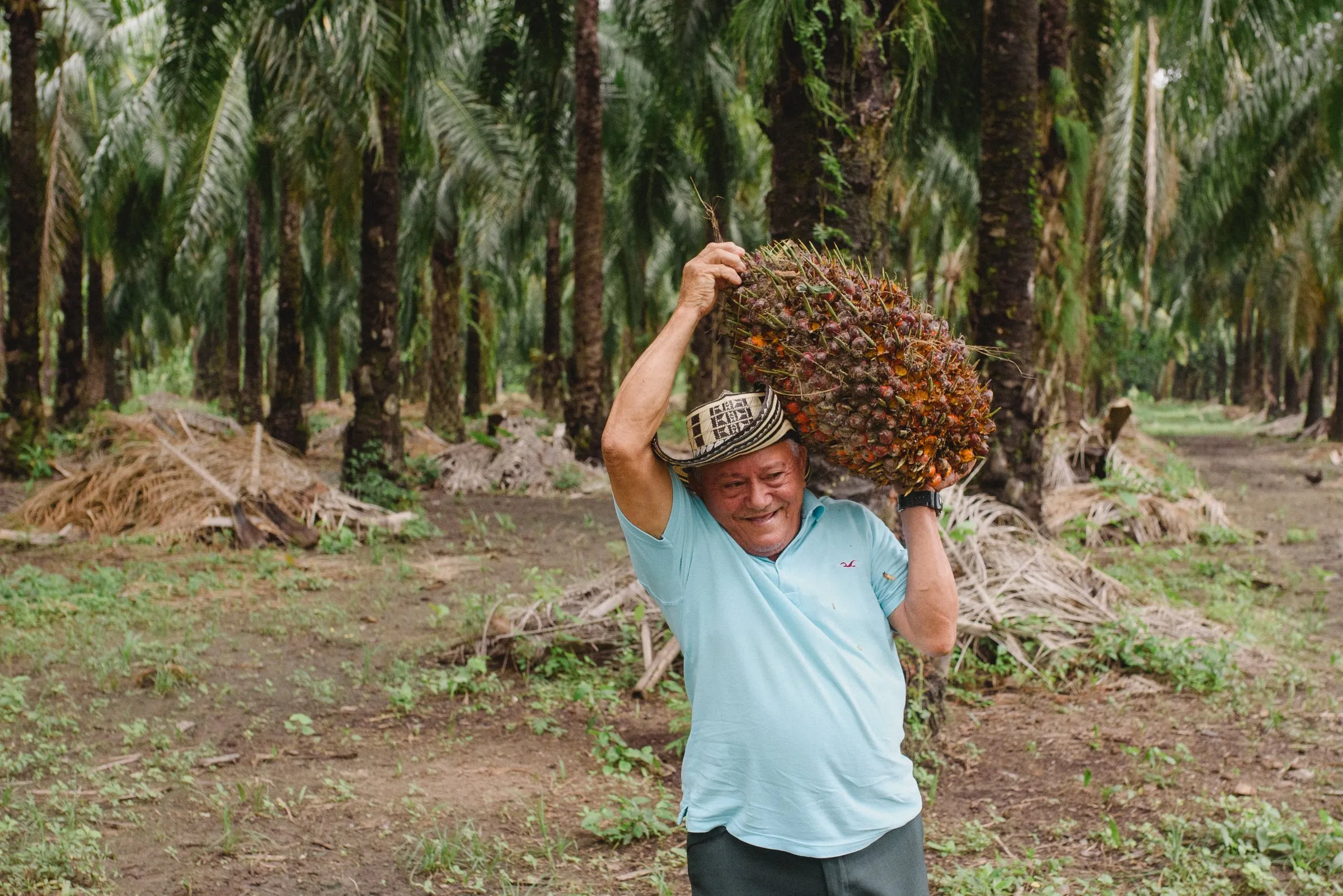 A palm plantation worker carrying a fruit bunch on one shoulder.