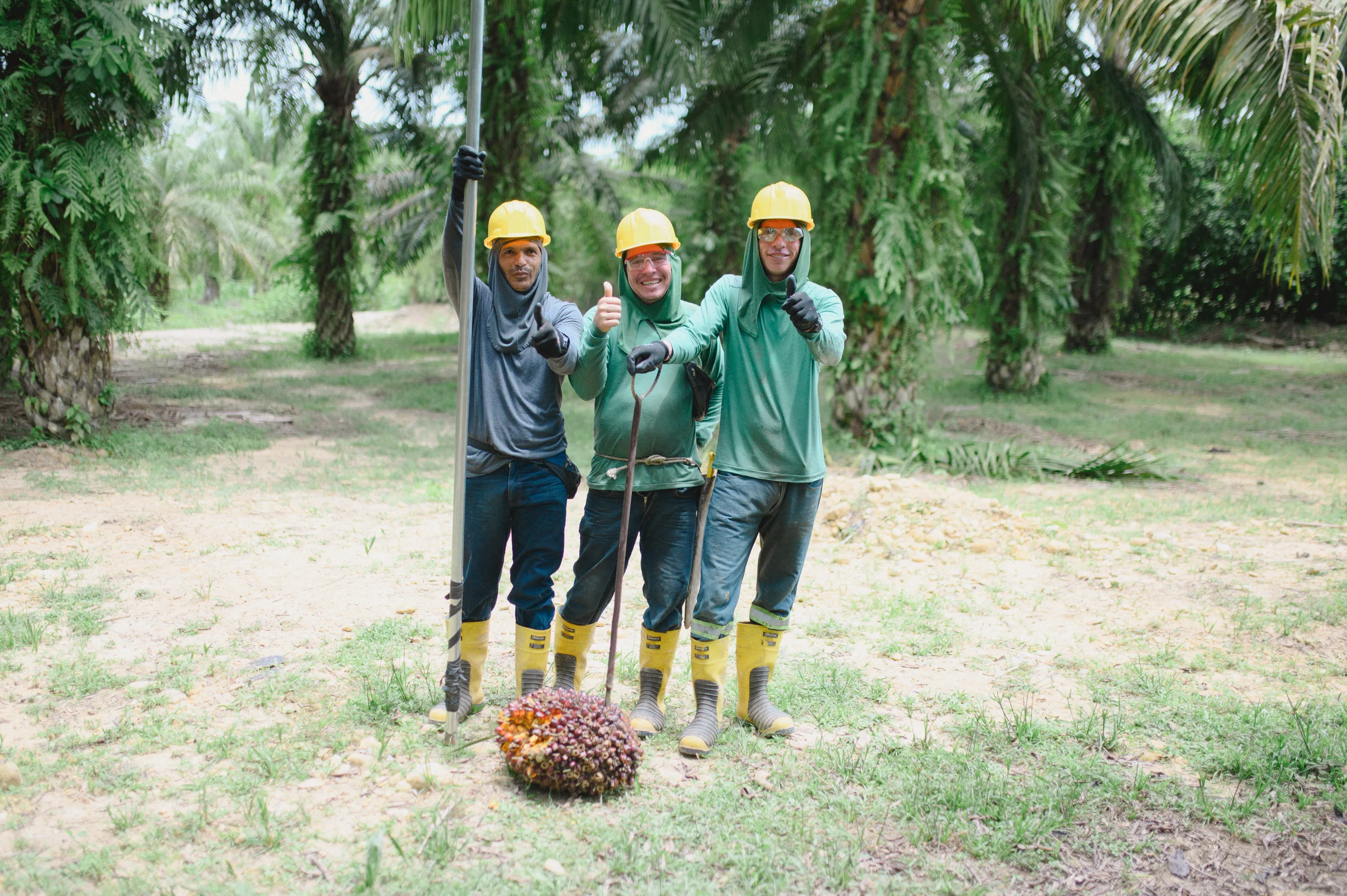 Equipo de campo con herramientas de cosecha y un racimo de palma.